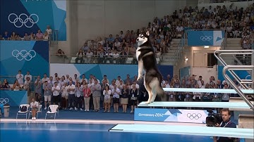 Dog Olympics | Springboard Event