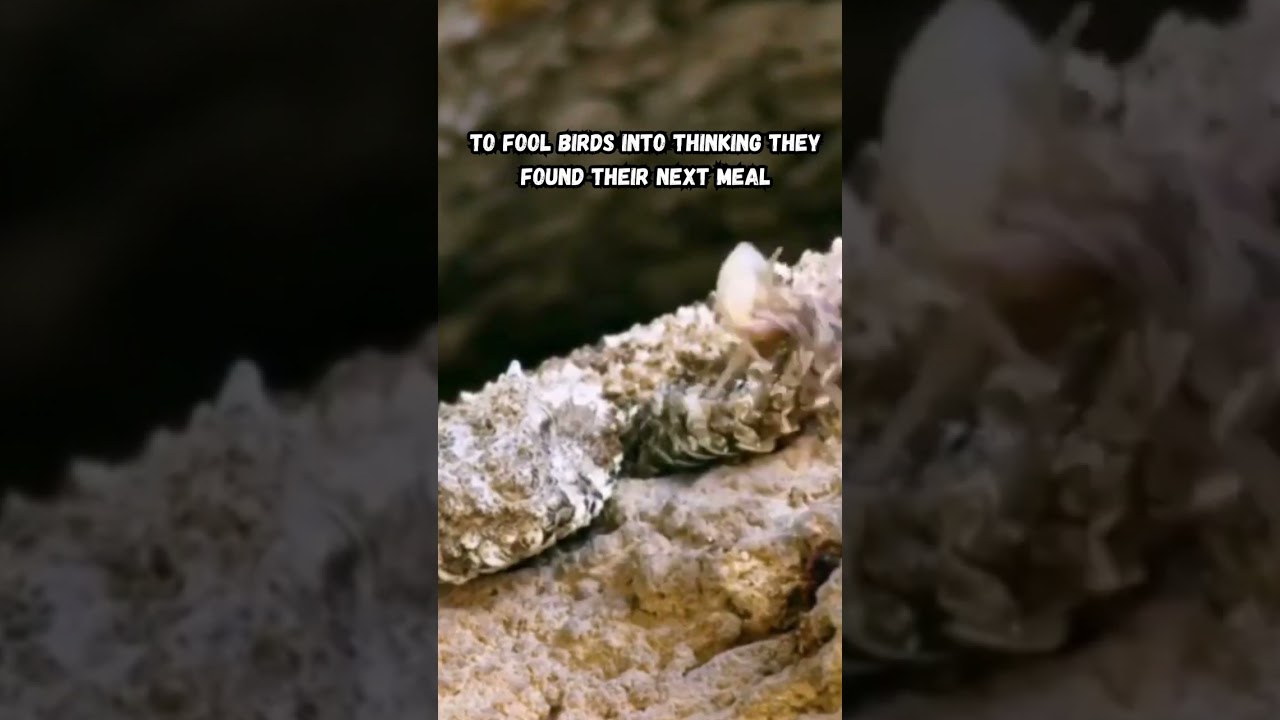 Snake Mimics Spider To Hunt 