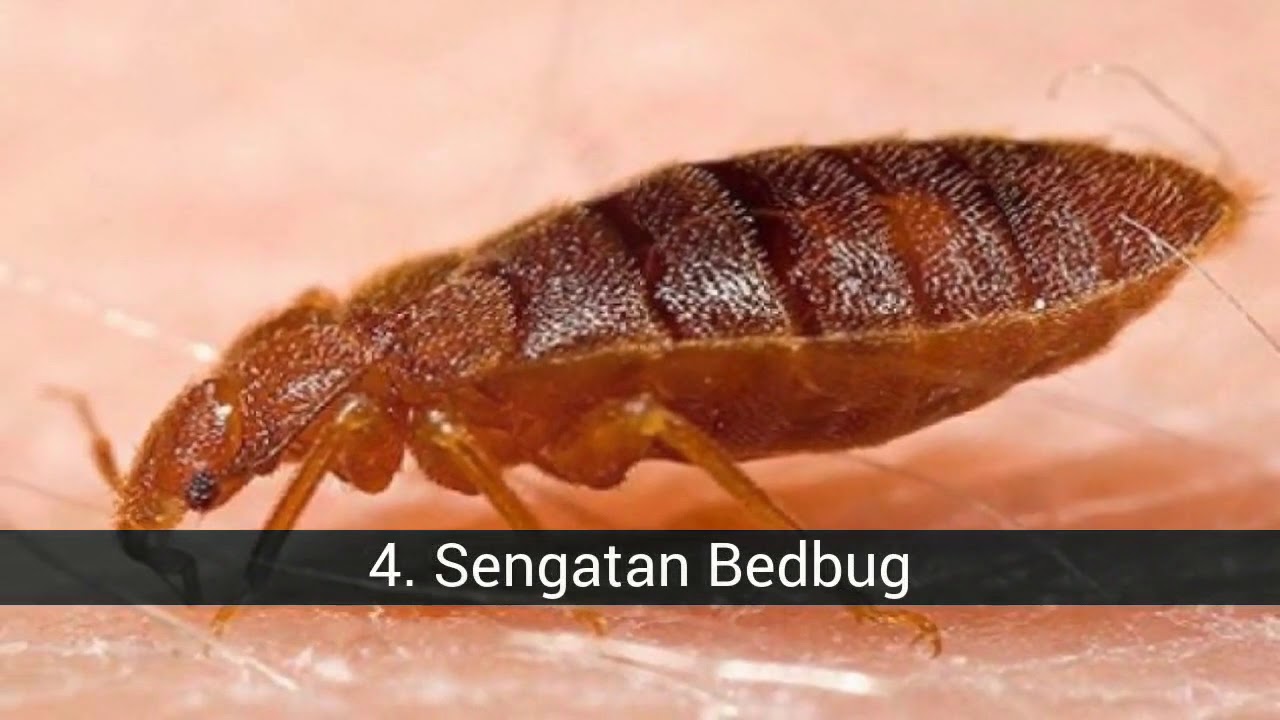 Jenis gigitan serangga 