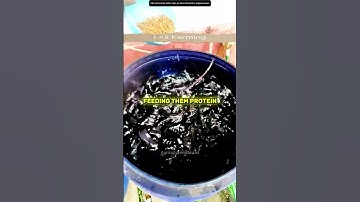 Grow Catfish Anywhere Using This Simple Trick! 🐟