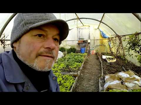 Vidéo: Cultiver Des Légumes Dans Une Serre En Hiver