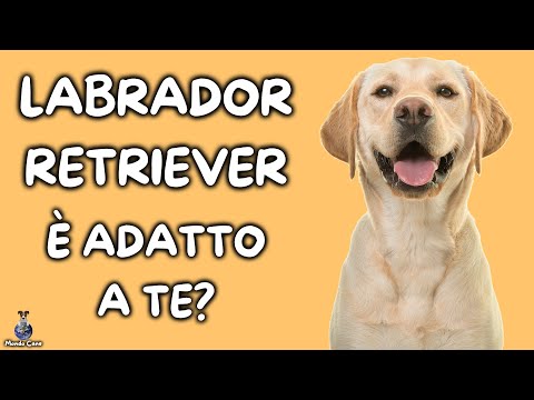 Video: 10 motivi per cui i Labrador Retriever fanno grandi animali domestici