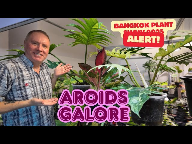 ginger plant seeds Ginger Seed ~ Full Cases  The Farm On Central