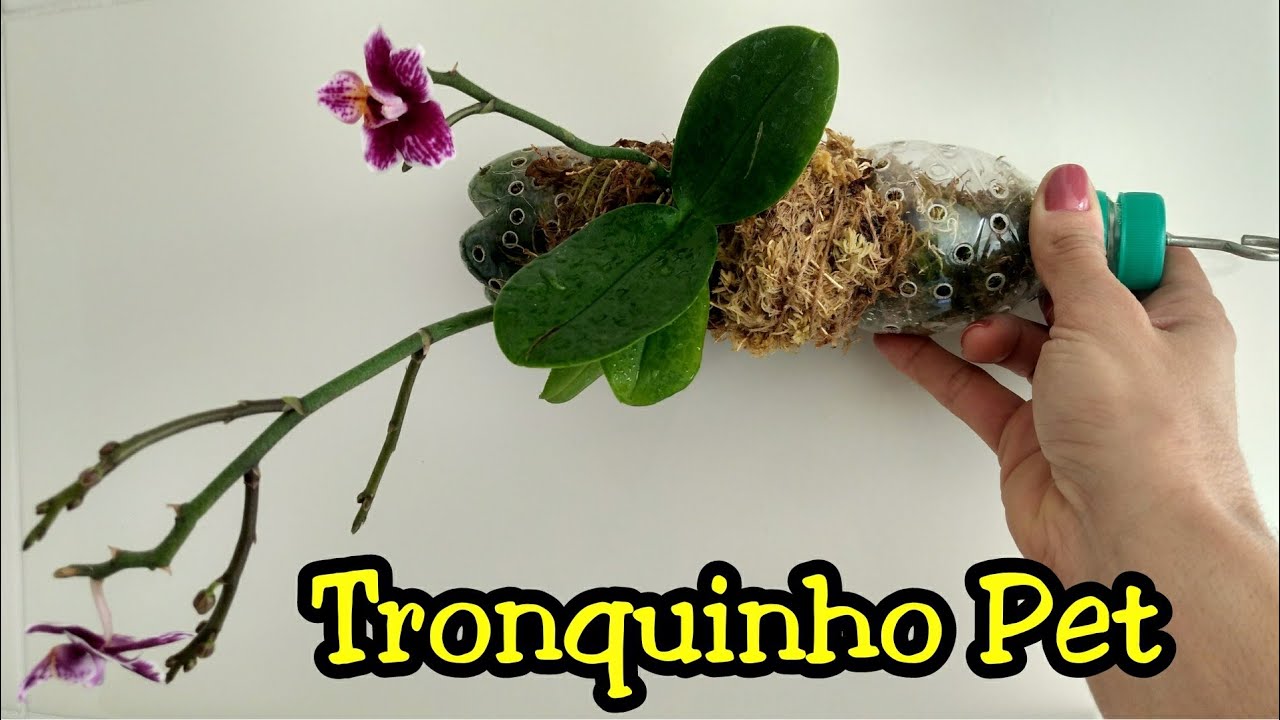 Tronquinho Garrafa Pet para orquídea (Resultado) | Andréa e suas orquídeas
