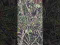 Yellow-crowned Bishop | Morning View | Uganda