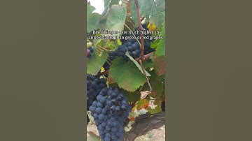 What Color Of Grapes are the Healthiest? #GrapesFarm #BlackGrapes