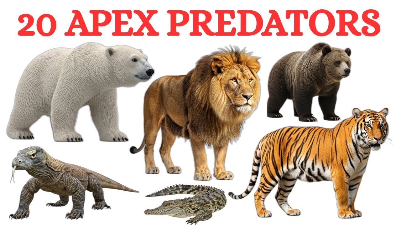 Apex Predators Name | Top 20 Dangerous Animals | Lion, Shark & Eagle ...