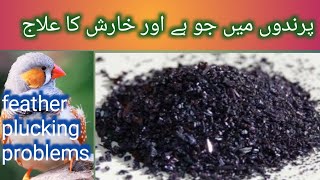 #shahrukh Qureshi vlog # feather plucking problem for finch