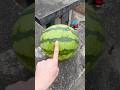 Will a watermelon explode if it rolls down from a tall building? 🍉💥 #watermelon