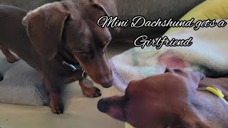 Mini Dachshund has a girlfriend over