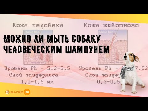 Можно ли мыть собаку человеческим шампунем