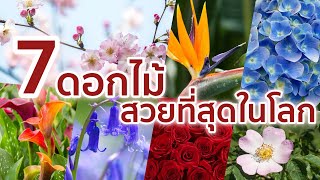 7 ดอกไม้ที่ถูกขึ้นชื่อว่า “สวยงามที่สุดในโลก”