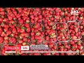 Сезон полуниці на порозі: коли чекати на ґрунтову ягоду