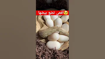 هل سبق لك ان رأيت أفعى تبيض 