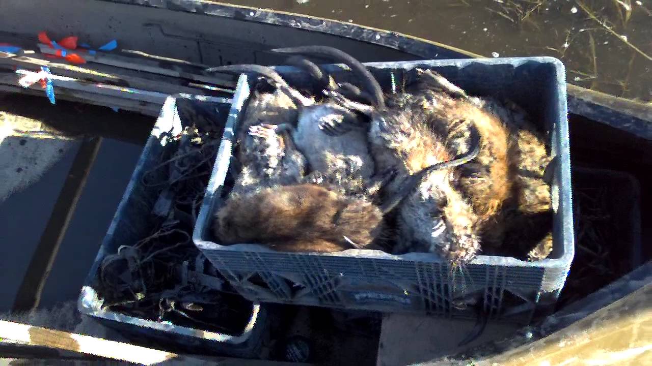 Day 2 Checking muskrat traps YouTube