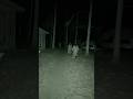 THEY CHASED ME IN THE WOODS!!!