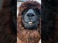 LLAMA MAKES WEIRD FACE #lama #nature #trending #animals #foryou #shorts #funny