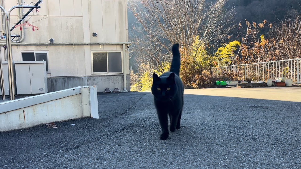 坂道で追いかけてくる黒ねこちゃん No.1087 2025年 12月18