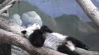 Mei Lan sleeping (Part II) - 27.03.07