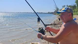 картинка: НЕ УСПЕВАЮ БЕГАТЬ С ПОДСАКОМ! ЖОР САЗАНА НА ВОЛГЕ! Астраханская рыбалка. 