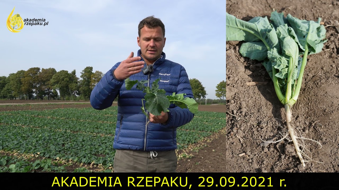Akademia Rzepaku - Rzepak po wschodach, stan plantacji, regulacja, ochrona i nawożenie dolistne