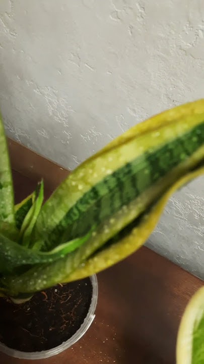 Сансевиерия Футура Суперба - YouTube