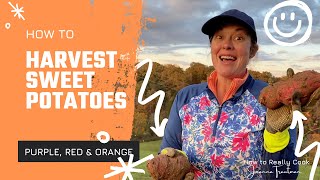 How to Harvest Sweet Potatoes: Purple, Red & Orange: How to Really Cook from Garden: DIY SuperFoods by Joanna Trautman 231 views 2 years ago 15 minutes