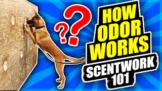 Scentwork 101 How odor Works