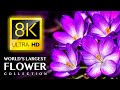 Largest FLOWERS Collection In The World 8K ULTRA HD With Calming Music Largest FLOWERS Collection In The World 8K ULTRA HD With Calming Music
