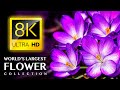 La plus grande collection de fleurs au monde 8k ultra  avec musique apaisante