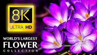 Largest FLOWERS Collection in the World 8K ULTRA HD  with Calming Music