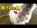 空から数万匹の魚が落ちてきた理由?