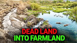 The Beavers That Turned a Dead Desert Stream Into a Living Wetland