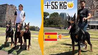 DOBERMAN importado de ESPAÑA  / 100% EUROPEO y más...