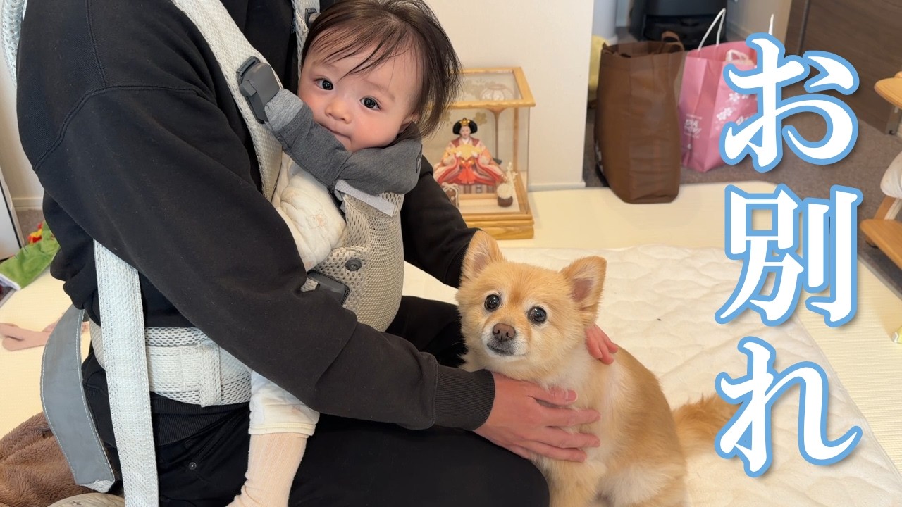 赤ちゃんとのお別れで落ち込む愛犬の姿に、胸が締め付けられました…