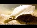 Turbot attacks / strikes on a lure underwater super slow motion / GoPro + Sony Vegas + Twixtor