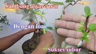 Cara Sambung Pohon Awar-awar dengan bahan bonsai loa Buat bonsai lowar.