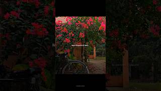 Mere Khayalon Ki Malika Song Status  Screen al