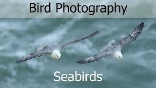 How to Photograph Birds in Flight - in Strong Winds