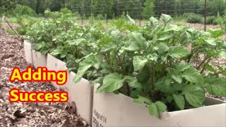 Adding SUCCESS Growing Potatoes in FREE Containers by HILLING