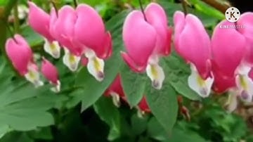 سورة الزمر بصوت الشيخ حسن صالح تلاوة خاشعة 😌 أرح أعصابك 😌♥️