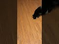 Fast ⚡️Killer Cats in Training #subscribe #shorts #viral #cat #funny #animals #asmr #remotecontrol