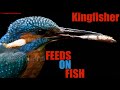 Avian animals that are known as kingfishers are catching and devouring fish in predator-prey scenes