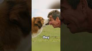 The Dog Who Always Found His Way Backshorts foryou fyp movie