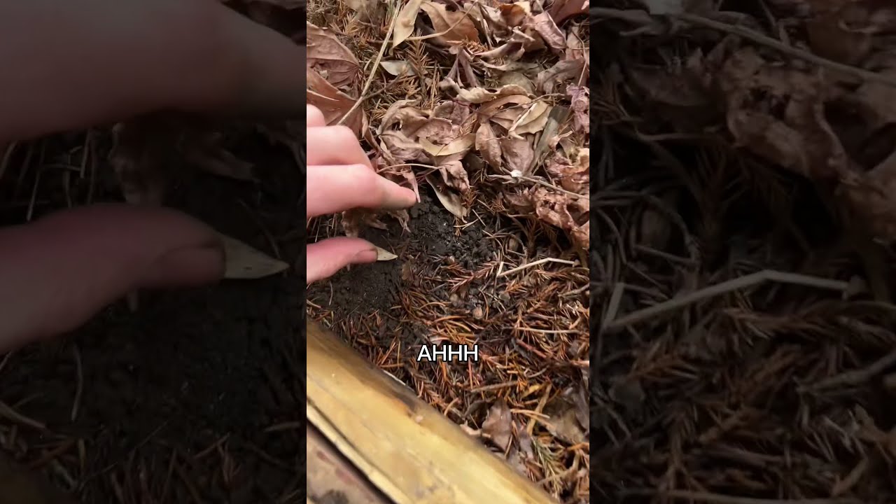 First Bug I Find Goes In Terrarium Adding What You Tell Me Week 04