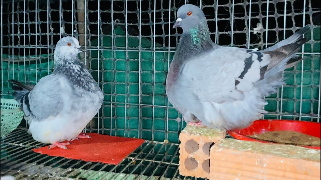 CUỐI NĂM CẦN NHƯỢNG LẠI VÀI CẶP BỒ CÂU MONDAIN.KING HÀ LAN VÀ BANH MỸ/VGC