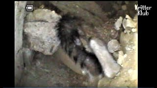 Cat Cries For Help To Save Her Kittens Stuck Inside The Cement Ground | Animal in Crisis EP58