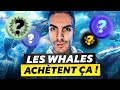 ath bitcoin  les whales achtent ces cryptos explosives  on les espionne 