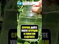 Срочно дайте уксус огурцам и томатам в августе для бурного плодоношения  #огород #дача #овощи #сад