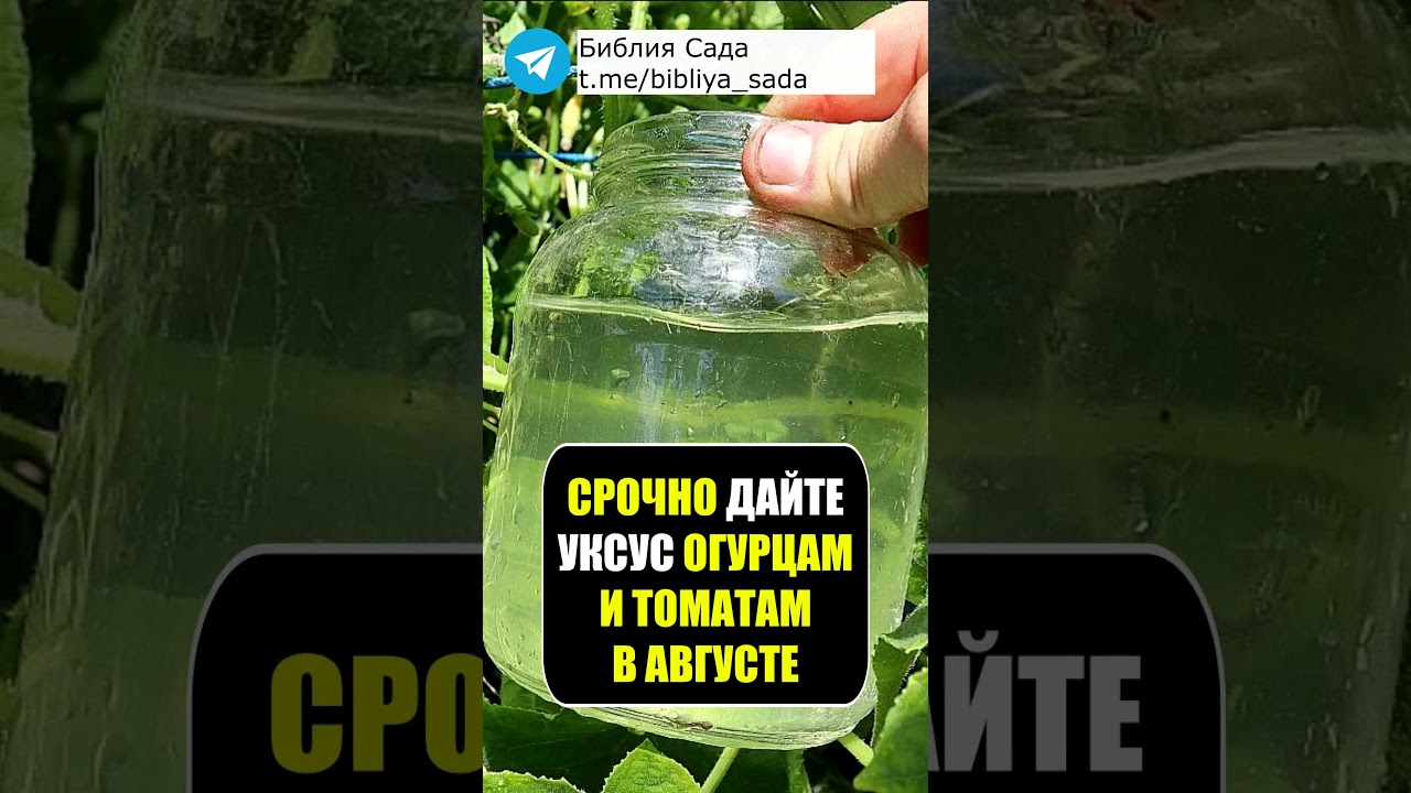 Срочно дайте уксус огурцам и томатам в августе для бурного плодоношения #огород #дача #овощи #сад